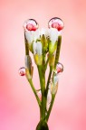 Si tratta di una macro fotografia che ritrae delle gocce d'acqua che riflettono al loro interno il soggetto che sta alle loro spalle.
It is a macro photograph that shows water drops that reflect the subject behind them. Drops e Flowers Gocce e Fiori Riflessi by Mario Nicorelli con Nikon D300s macro