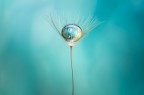 Si tratta di una macro fotografia che ritrae delle gocce d'acqua che riflettono al loro interno il soggetto che sta alle loro spalle.
It is a macro photograph that shows water drops that reflect the subject behind them. Drops e Flowers Gocce e Fiori Riflessi by Mario Nicorelli con Nikon D300s macro