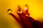 Si tratta di una macro fotografia che ritrae delle gocce d'acqua che riflettono al loro interno il soggetto che sta alle loro spalle.
It is a macro photograph that shows water drops that reflect the subject behind them. Drops e Flowers Gocce e Fiori Riflessi by Mario Nicorelli con Nikon D300s macro