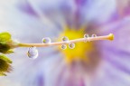 Si tratta di una macro fotografia che ritrae delle gocce d'acqua che riflettono al loro interno il soggetto che sta alle loro spalle.
It is a macro photograph that shows water drops that reflect the subject behind them. Drops e Flowers Gocce e Fiori Riflessi by Mario Nicorelli con Nikon D300s macro