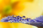 Si tratta di una macro fotografia che ritrae delle gocce d'acqua che riflettono al loro interno il soggetto che sta alle loro spalle.
It is a macro photograph that shows water drops that reflect the subject behind them. Drops e Flowers Gocce e Fiori Riflessi by Mario Nicorelli con Nikon D300s macro