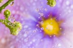 Si tratta di una macro fotografia che ritrae delle gocce d'acqua che riflettono al loro interno il soggetto che sta alle loro spalle.
It is a macro photograph that shows water drops that reflect the subject behind them. Drops e Flowers Gocce e Fiori Riflessi by Mario Nicorelli con Nikon D300s macro