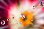 Si tratta di una macro fotografia che ritrae delle gocce d'acqua che riflettono al loro interno il soggetto che sta alle loro spalle.
It is a macro photograph that shows water drops that reflect the subject behind them. Drops e Flowers Gocce e Fiori Riflessi by Mario Nicorelli con Nikon D300s macro