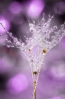 Si tratta di una macro fotografia che ritrae delle gocce d'acqua che riflettono al loro interno il soggetto che sta alle loro spalle.
It is a macro photograph that shows water drops that reflect the subject behind them. Drops e Flowers Gocce e Fiori Riflessi by Mario Nicorelli con Nikon D300s macro