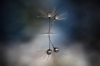Si tratta di una macro fotografia che ritrae delle gocce d'acqua che riflettono al loro interno il soggetto che sta alle loro spalle.
It is a macro photograph that shows water drops that reflect the subject behind them. Drops e Flowers Gocce e Fiori Riflessi by Mario Nicorelli con Nikon D300s macro