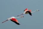Fenicotteri in volo