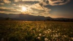 ..wild flowers..