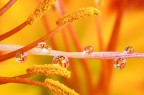 Si tratta di una macro fotografia che ritrae delle gocce d'acqua che riflettono al loro interno il soggetto che sta alle loro spalle.
It is a macro photograph that shows water drops that reflect the subject behind them. Drops e Flowers Gocce e Fiori Riflessi by Mario Nicorelli con Nikon D300s macro fotografia