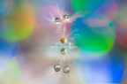 Si tratta di una macro fotografia che ritrae delle gocce d'acqua che riflettono al loro interno il soggetto che sta alle loro spalle.
It is a macro photograph that shows water drops that reflect the subject behind them. Drops e Flowers Gocce e Fiori Riflessi by Mario Nicorelli con Nikon D300s macro fotografia