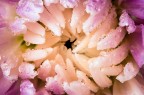 Si tratta di una macro fotografia che ritrae delle gocce d'acqua che riflettono al loro interno il soggetto che sta alle loro spalle.
It is a macro photograph that shows water drops that reflect the subject behind them. Drops e Flowers Gocce e Fiori Riflessi by Mario Nicorelli con Nikon D300s macro fotografia