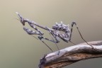 Empusa Empusa
