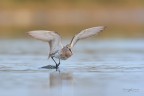 Piovanello-comune-allo-stacco_DSC0180