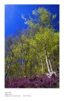 true trees