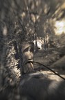 Nel bosco 2