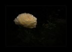Rosa gialla.