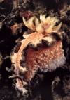 Glossodoris cincta