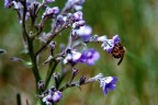 Scansione da diapositiva Ektacrome 64 asa

Immagine scattata negli anni '80
Non pretendo che sia una foto macro perfetta, ma  il ricordo di quanto tempo abbia perso a correre dietro all'ape.
L'immagine dovrebbe essere apprezzata per quello che trasmette e non per la sua perfezione nella tecnica.
Spesso questo non succede, siamo troppo presi dalla tecnologia ed abbiamo dimenticato come si osserva e con cosa.