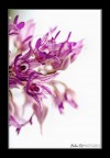 Sono fiori ammalianti, le orchidee. Misteriosi, orgogliosi.
Oriana Fallaci
