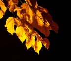 Foto scattata con: Minolta DIMAGE 7i a 28mm - f3.2 - 1/10s. - 400 ISO.