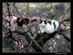 Pandina e Pesca!