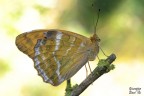Argynnis paphia