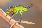 Cimice Verde