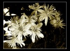 Fiore.