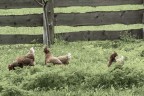 Le tre comari