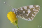 Pontia edusa
