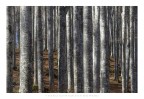 Alberi