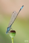 Ischnura elegans
