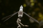Libellula