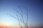 Rami secchi al tramonto