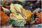 Nel prato autunnale
