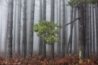 Parco nazionale dell'Aspromonte