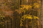 i colori del bosco