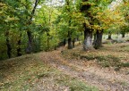 Stradina tra i castagni.2