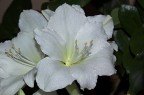 Lilium bianco