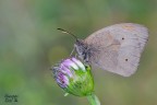 Maniola jurtina