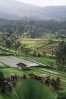 Foto scattata durante il mio viaggio in indonesia, nello specifico si tratta delle Jatiluwih rice terrace (patrimonio Unesco) nell'isola di Bali. Commenti e critiche sono ben accetti.