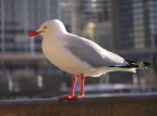 Seagull in Circular Quay