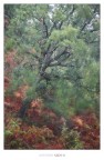 My Oak