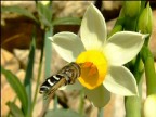 Narciso e...