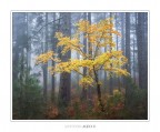 Albero luminoso