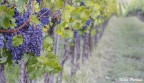 Uno scatto tra i filari dei vigneti sulla Strada del Sagrantino
Dopo anni di inattivit....siate clementi :D
Commenti e critiche ben accetti