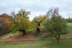 Autunno 3