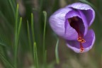 Crocus Sativus..