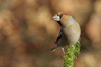 Frosona_DSC5249