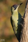 Picchio verde