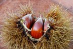 Ogni riccio contiene tre castagne e secondo un vecchio detto una va al contadino, una al proprietario del terreno e una ai poveri del paese.